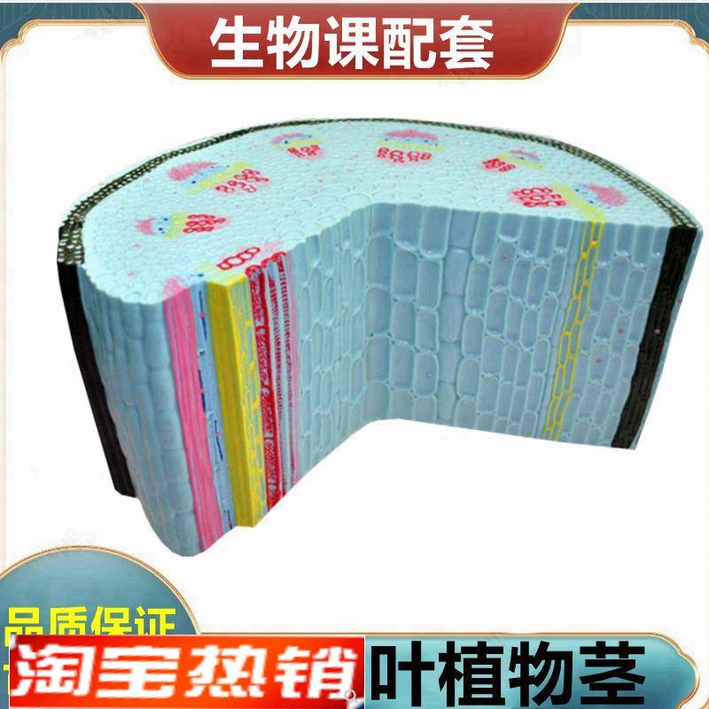双子叶植物茎g模型植物细胞叶绿体叶子结构根尖解剖桃花小麦花衣