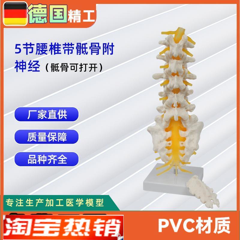 5节腰椎带骶骨可打开模型()M人体教学讲解模型