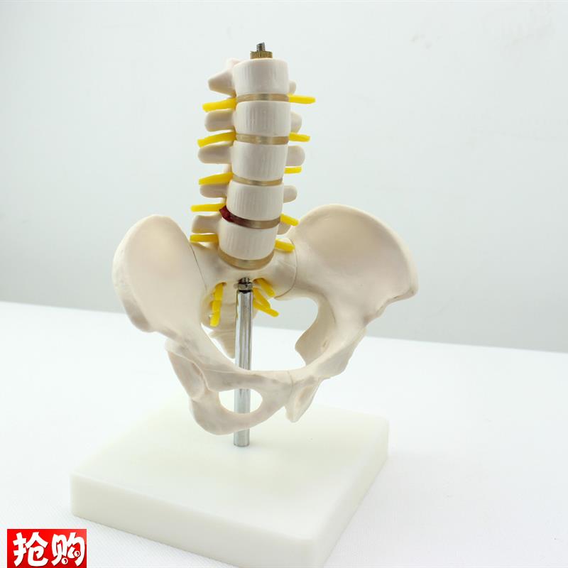 ENOVO颐诺迷你骨盆带五节腰椎模型脊柱模型骨科模X型骨骼标本人