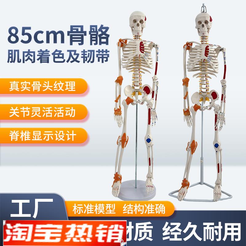 人体骨骼模型骨架迷你针灸结构小骷髅绘画中M医穴位可拆卸清晰模