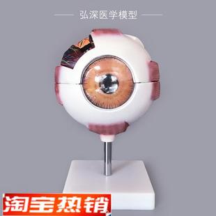 眼球模型人体眼i睛结构6倍放大可拆五官医学模具眼部视力教学道具
