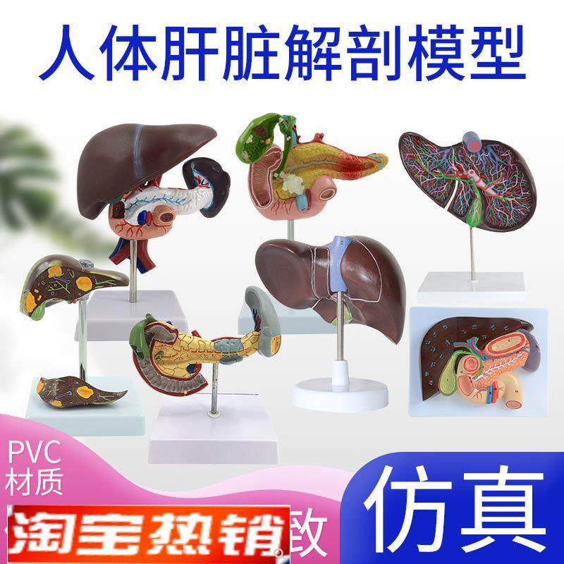 正品仿真人体肝脏模型肝解t剖肝胆胰脾十二指肠浮雕病变肝胆胰模
