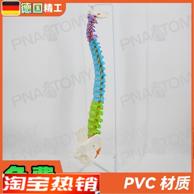 德国】彩色脊柱模型可弯曲神经正骨脊椎骨盆骨骼模W型推拿手法练