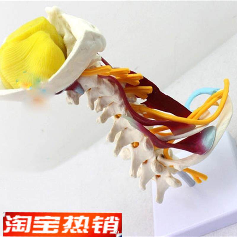 颈椎附肌a肉骨骼人体模型脑干枕骨寰椎七节颈椎两节胸椎软骨模具
