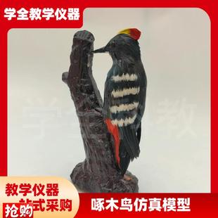 饰仿真动物小q鸟模型摆件啄木鸟八哥麻雀绿鸠家居工艺 儿童玩具装