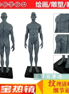树脂骷髅头绘f画半身像人头骨艺用人体肌肉骨骼解剖结构模型灰色