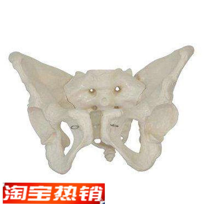 女性假骨盆模型人体骨s骼解剖教学训练医学用标本骨盆模具