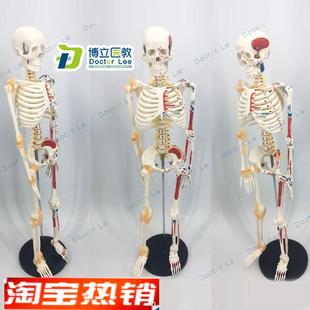 人体骨骼85CM人体骨架软腰A椎悬挂式 附脊椎神经根脊椎动脉模型