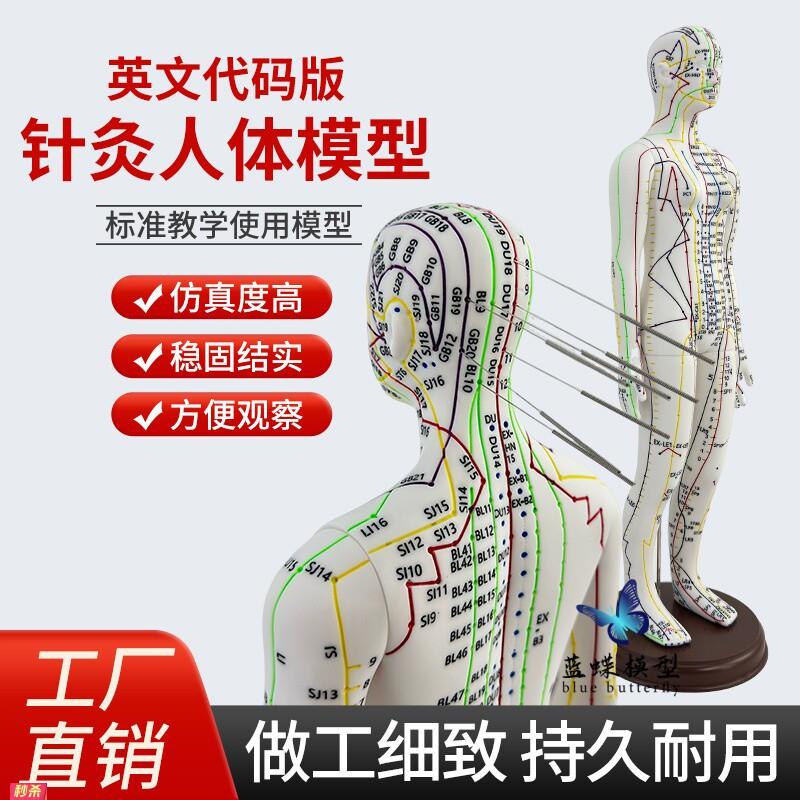 蓝蝶品牌英文代码针灸穴位人体模型图可扎针人形练习全身经络模型
