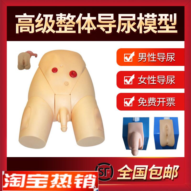 男女性别可互换整k体导尿模型着装式内外生殖器模具护士导尿练习