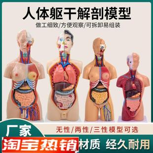 85cm28cm人体躯干解剖模型器官可拆卸医学教学心V脏内脏模型玩具