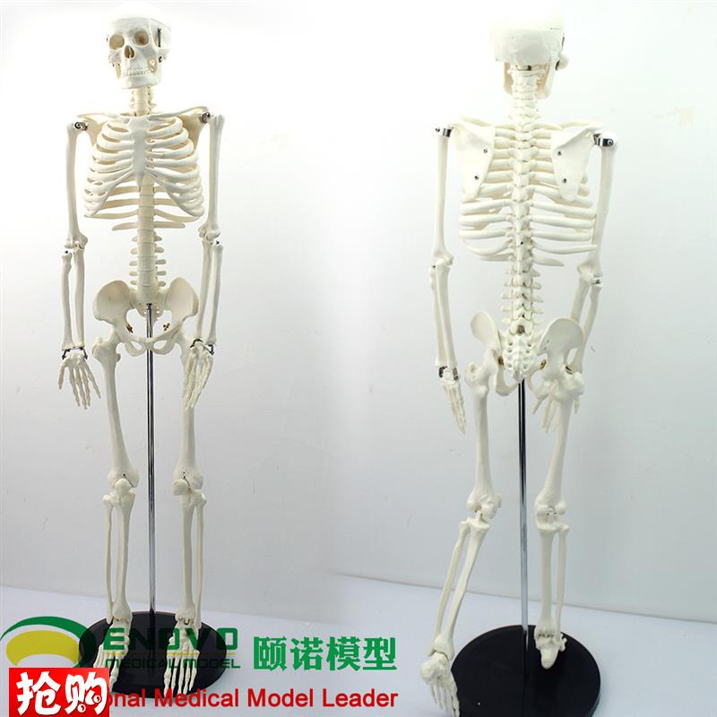 ENOVO颐诺美术艺用医学85CM人D体骨骼模型骨骼骨架教学模型中小学