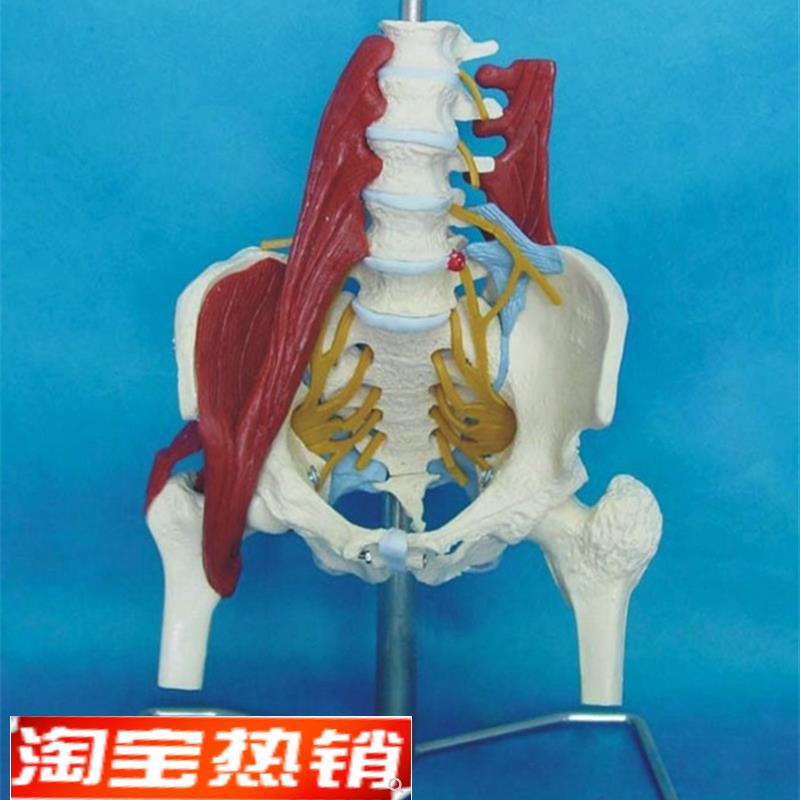 挂试成人腰椎带肌肉模型盆骨腰A间盘突出模型产妇盆底肌修复演示