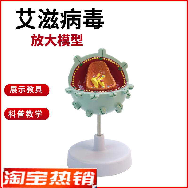 艾滋病毒模型细胞模q型病毒放大演示模型人体模型科普教学