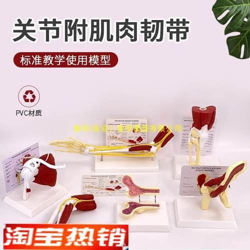 人体膝关节上肢肌肉手臂关节附血管E韧带骨骼模型髋关节功能结构