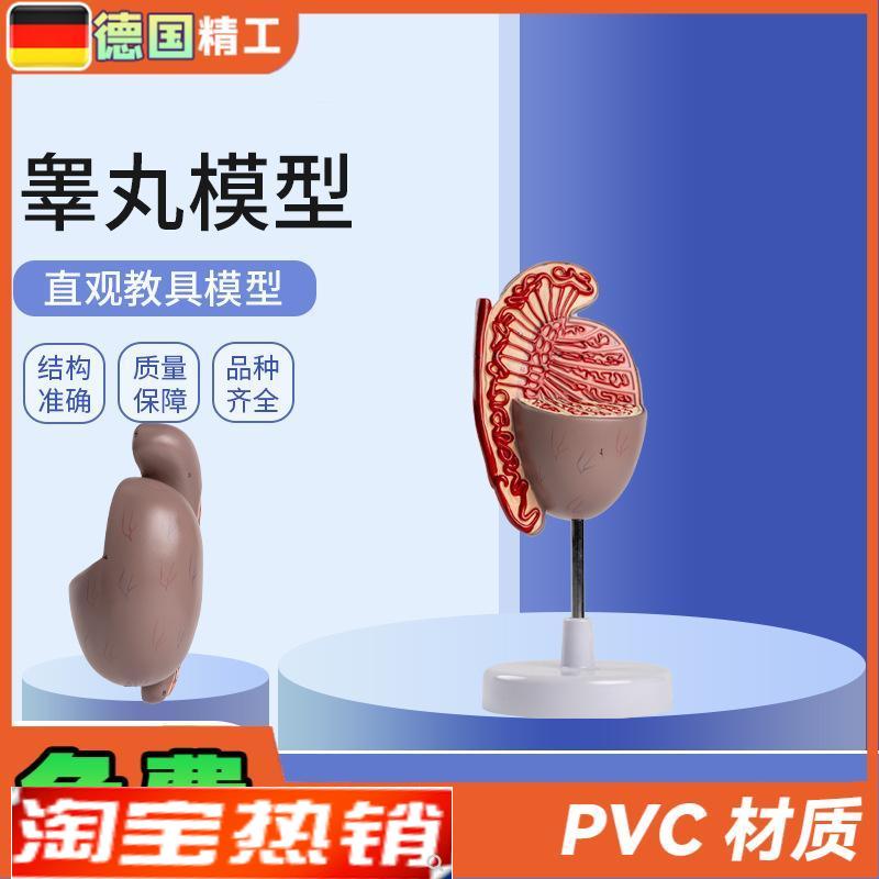 德国】男性人体生殖器官系统解剖模型生殖泌尿科教.学睾丸模型