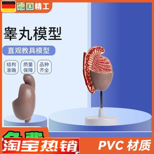 德国】男性人体生殖器官系统解剖模型生殖泌尿科教.学睾丸模型