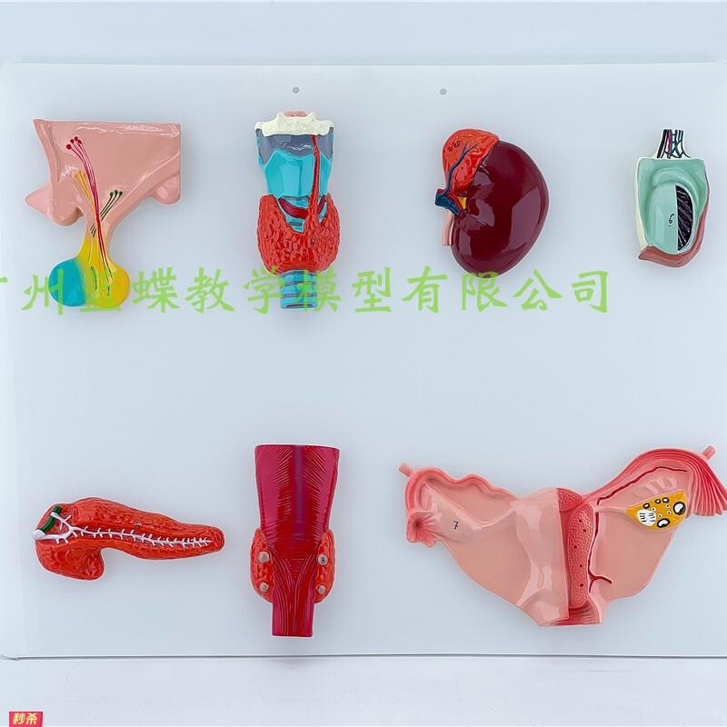 正品人体内分泌系统模型内分泌腺医学甲状腺肾上腺垂体松果体