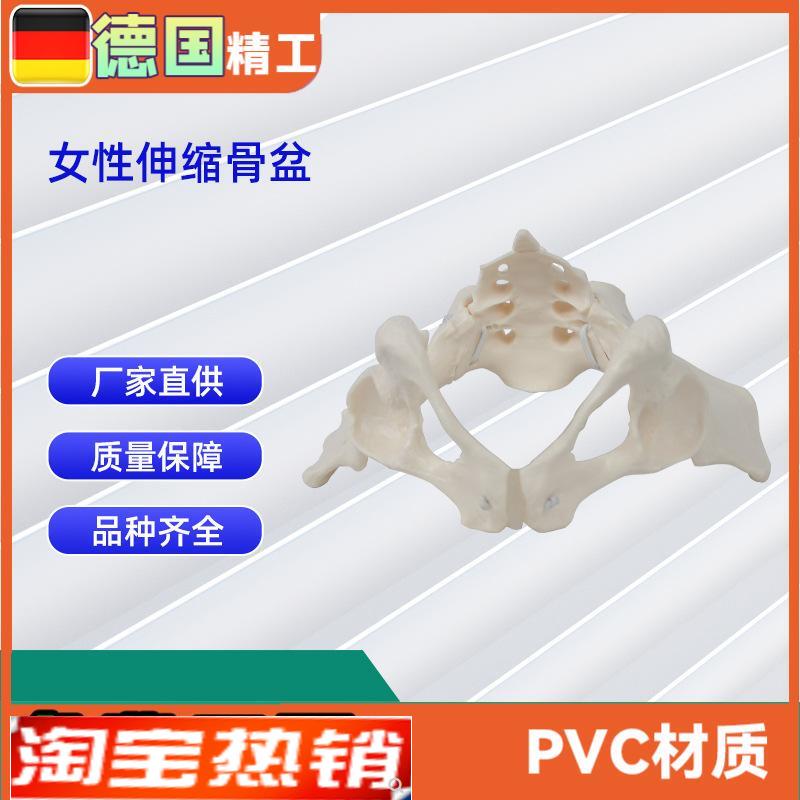 女性伸缩骨i盆人体骨盆模型医学骨骼教学模型