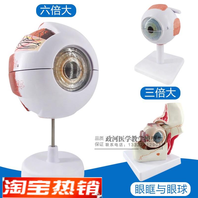 幼儿园小学科学探索玩具教具生理人E体器官眼睛眼球模型教学玩具