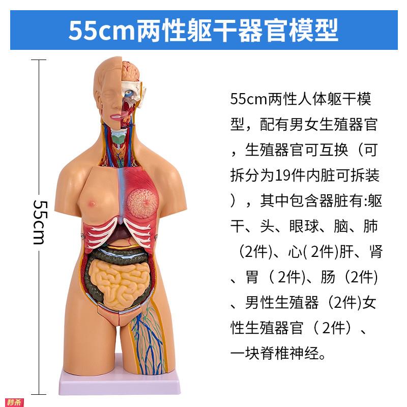 55CM人体躯干解剖模型可拆21件器官可拆卸医学教学心脏内脏模型
