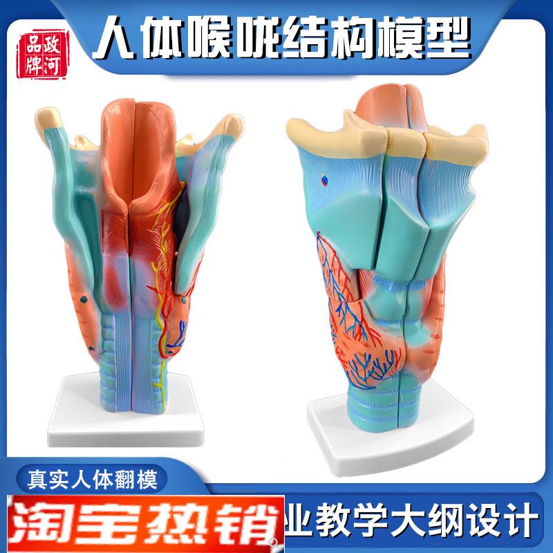 政河咽喉结构解j剖模型喉咙血管甲状腺喉结头医院耳鼻喉科用教学