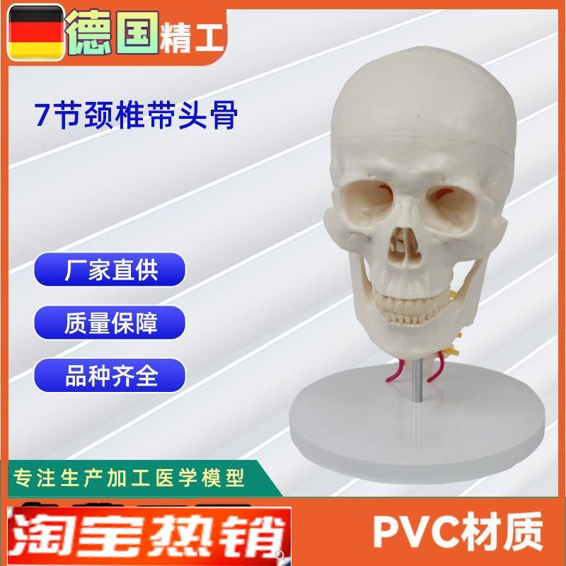 7节颈椎带头骨模型人体头骨模型骨X科教学模具