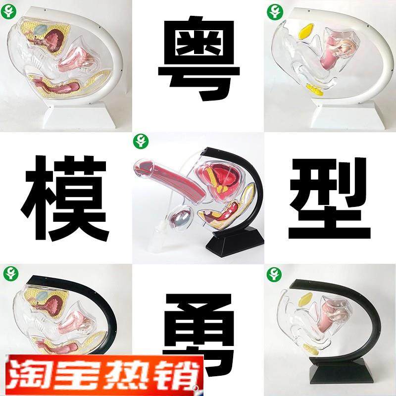 人体透明子宫模型可视女性生殖解C剖模型计划生育展示用品科普教