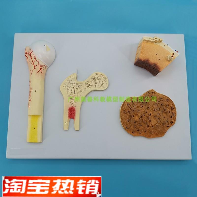 长骨结构骨的g结构模型血管松质骨密质骨股骨哈弗系统骨骼解剖