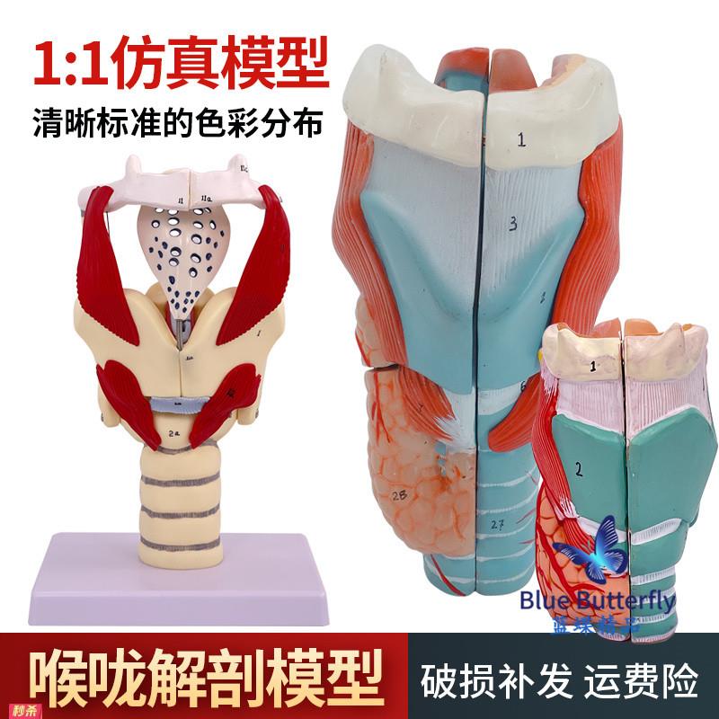 喉咙解剖咽喉模型2倍放大标本喉部血管甲状腺喉结头医院教学模型