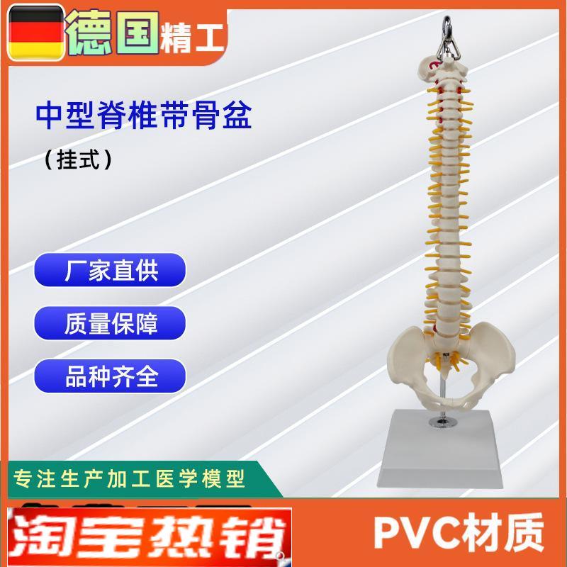 中型脊椎带骨盆(挂式)模型人体骨L骼模型医学教学模型