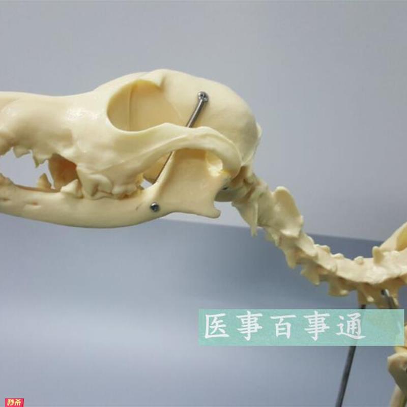 狗骨模型骨标本狗解剖猫狗骨架犬犬骨模型犬骨架动物模型