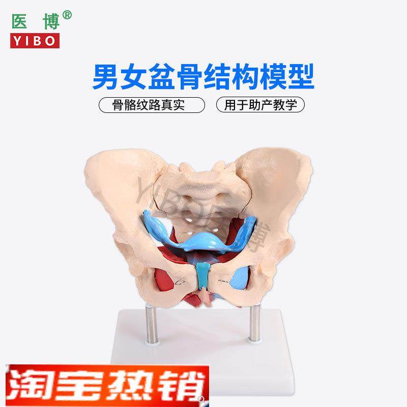医博1:1成人男性骨盆模型成人t女性骨盆骨骼模型女性骨盆带盆底肌,文具电教/文化用品/商务用品,教学标本/模型,淘宝优惠券,粉丝福利购,淘宝优惠卷