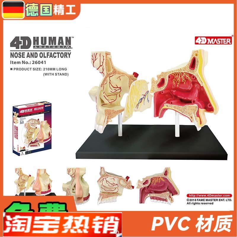 德国】4DMASTER鼻腔解剖模型DIYI拼装科普玩具人体器官教学道具