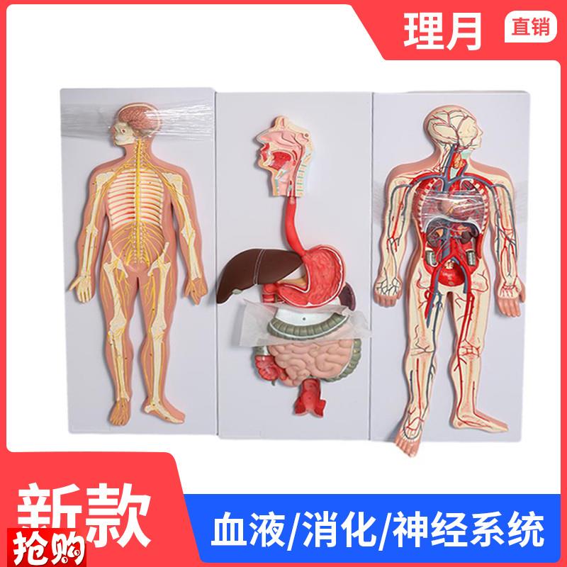 心脏器官血管解剖模型人体血液循环系统模型内脏教具神.经消化系