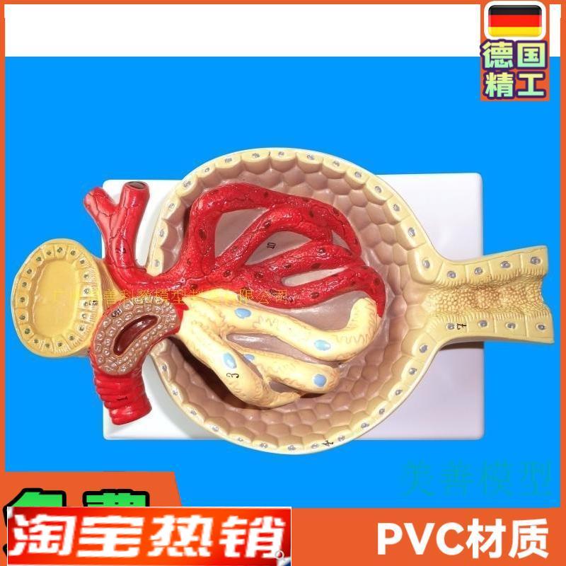 肾小球模型肾脏模型毛细血管肾解剖模M型教学教具医学特惠
