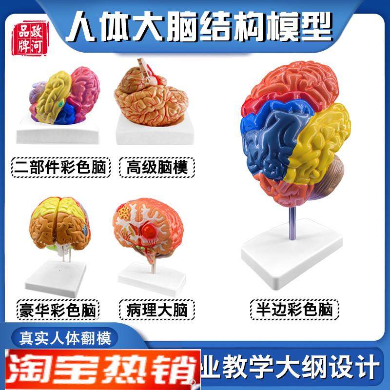 政河人体大e脑结构病理彩色脑髓器官结构解剖模型可拆装医院学校