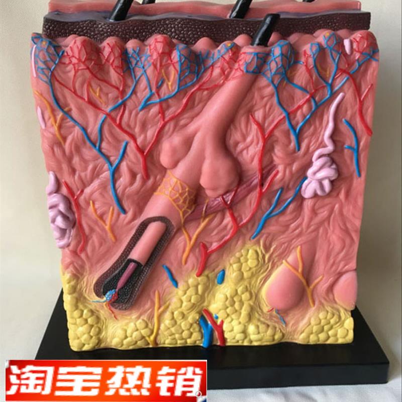 皮肤结构a解剖模型痤疮表皮解剖层次立体构造缝合真皮表皮皮下组