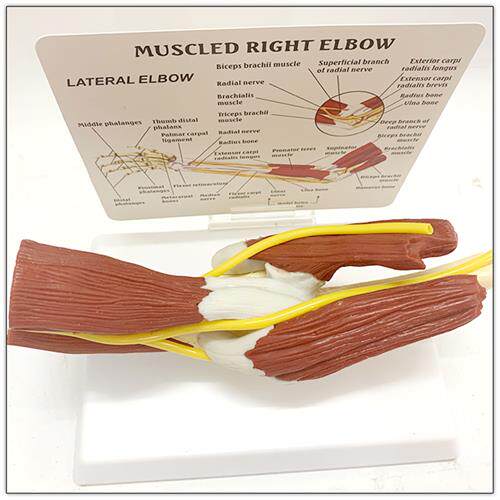 人体肌肉肘关节神经韧带功能模型手臂骨人体骨骼人骨架骷髅手关节