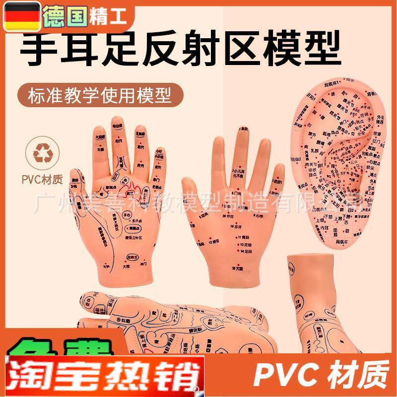 手部穴位针灸g模型足底按摩脚部按摩艾灸穴位足部耳穴模型