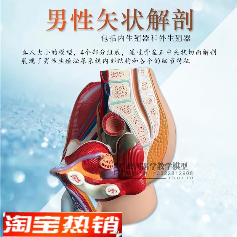 教学仿真女盆腔模型女性泌尿x生殖系统标本正中矢状切人体解剖模