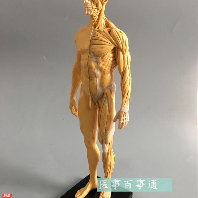 30cm艺用人体模型肌肉骨骼解剖人体结构美术模型CG绘画雕塑黄色
