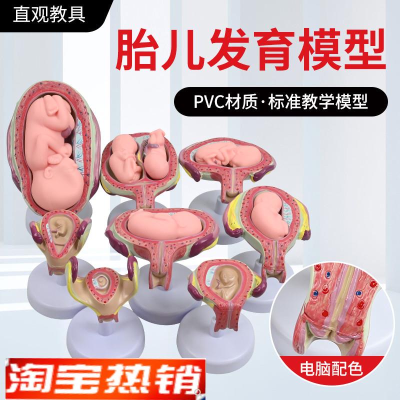 妊娠发育过程模型m胚胎计划生育模型胎儿发育过程模型子宫解剖