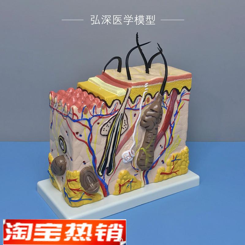 皮肤结构放大g模型70倍人体皮肤层次毛囊汗腺解剖毛发生长立体模