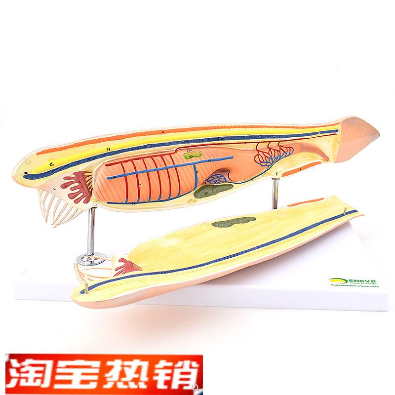 ENOVO颐诺文昌鱼模型蛞t蝓鱼脊索动物文昌鱼纲文昌鱼目脊索动物门