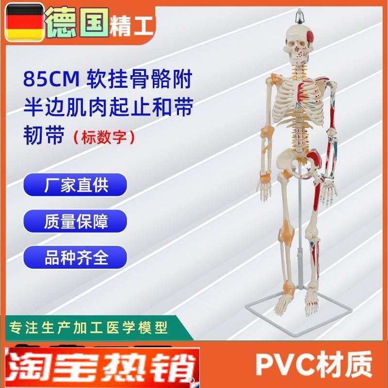 85CM软挂骨骼附半边肌肉起止标数字和带韧P带医学教学骨骼模型