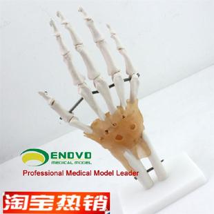 ENOVO正品医j学人体手关节附韧带模型手骨尺桡骨人体骨骼手足外科