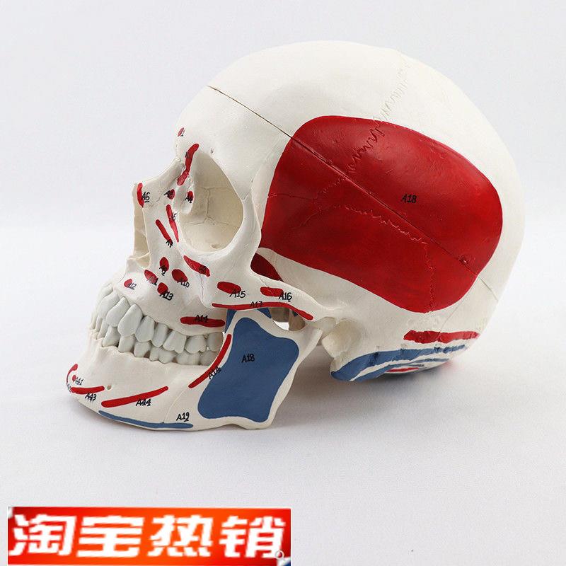 康泰头骨模e型肌肉起止点素描美术艺考口腔牙科医师下颌骨颅骨促