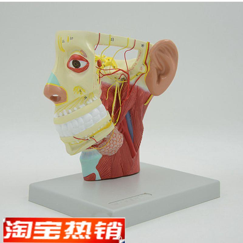 面部神经a模型浅层肌肉血管颅底鼻腔牙齿咽喉颈椎外科局部解剖教