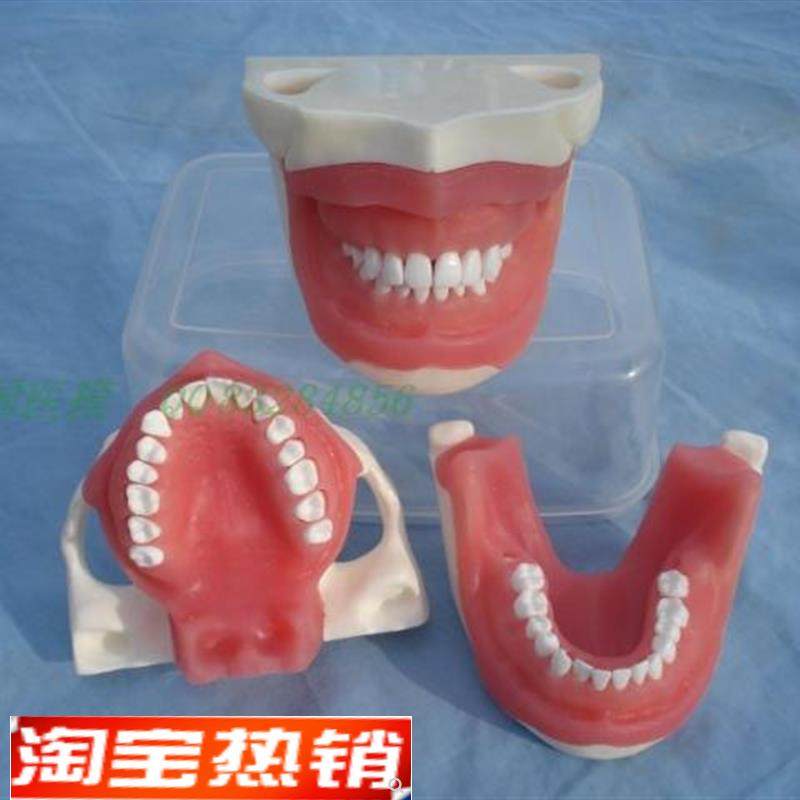 ENOVO颐诺口腔执业考核拔牙麻醉E拔牙模型口腔外科教学实习模型口